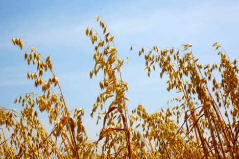 Governo do Estado recebe propostas para seguro rural em culturas de inverno Imagem referente a Governo do Estado recebe propostas para seguro rural em culturas de inverno