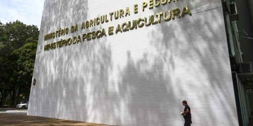 Sete casos de doenças respiratórias em aves são investigados no país Imagem referente a Sete casos de doenças respiratórias em aves são investigados no país