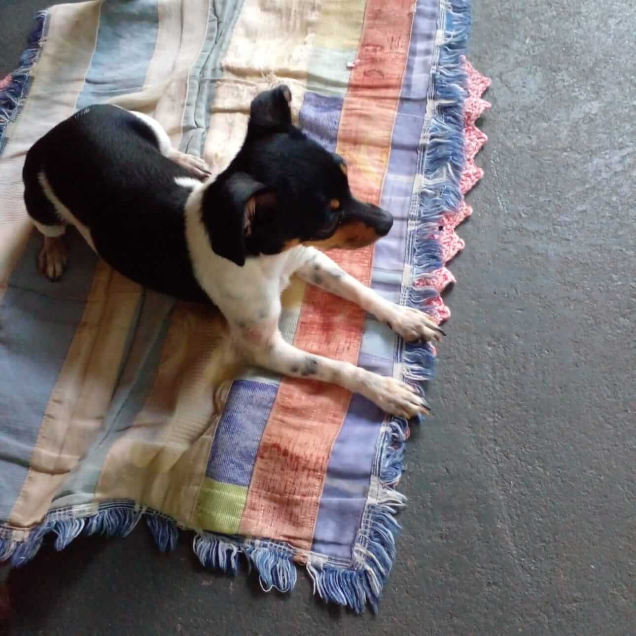 Cachorra é encontrada no bairro São Cristóvão