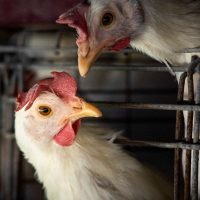 Teste descarta gripe aviária em trabalhador de Montenegro no RS Imagem referente a Teste descarta gripe aviária em trabalhador de Montenegro no RS