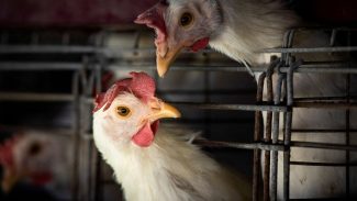 Teste descarta gripe aviária em trabalhador de Montenegro no RS