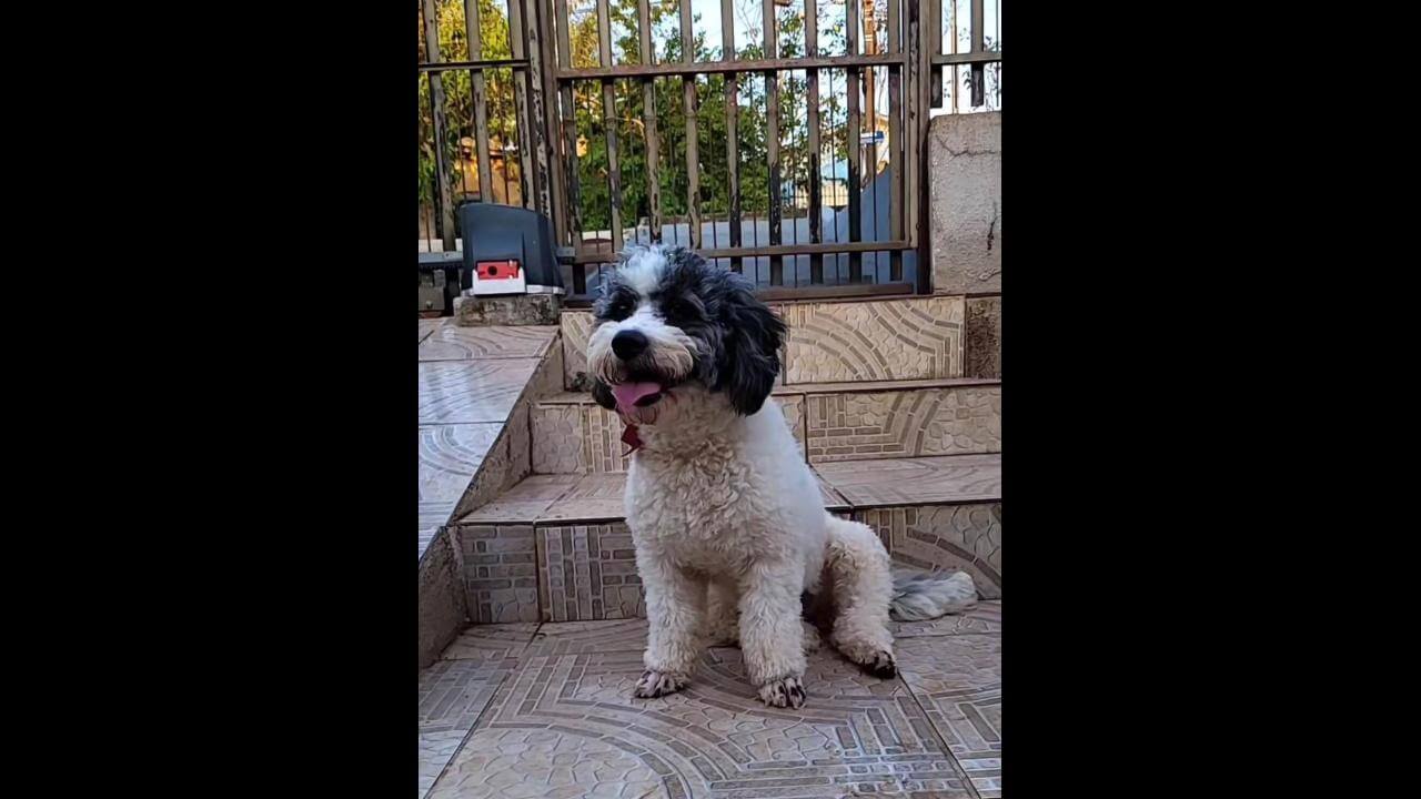 Cachorra Athena e Florzinha desapareceu no bairro Floresta