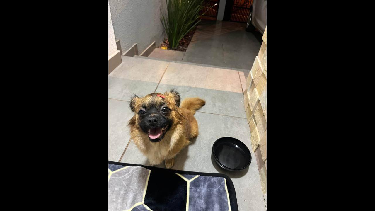 Cachorro é encontrado no bairro Positano