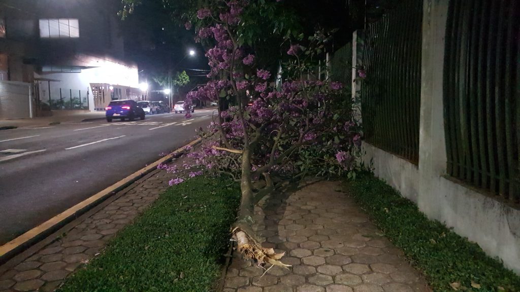 Galho de árvore cai sobre a calçada na Rua Paraná e Bombeiros são chamados Galho de árvore cai sobre a calçada na Rua Paraná e Bombeiros são chamados