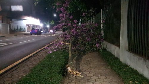 Galho de árvore cai sobre a calçada na Rua Paraná e Bombeiros são chamados