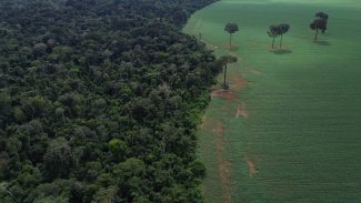 Trópicos registram perda recorde de floresta primária