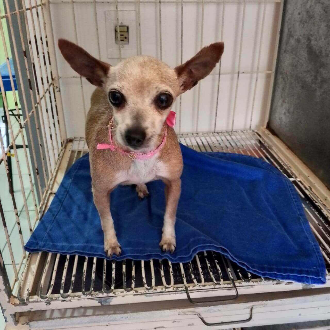 Cachorra é encontrada no Centro