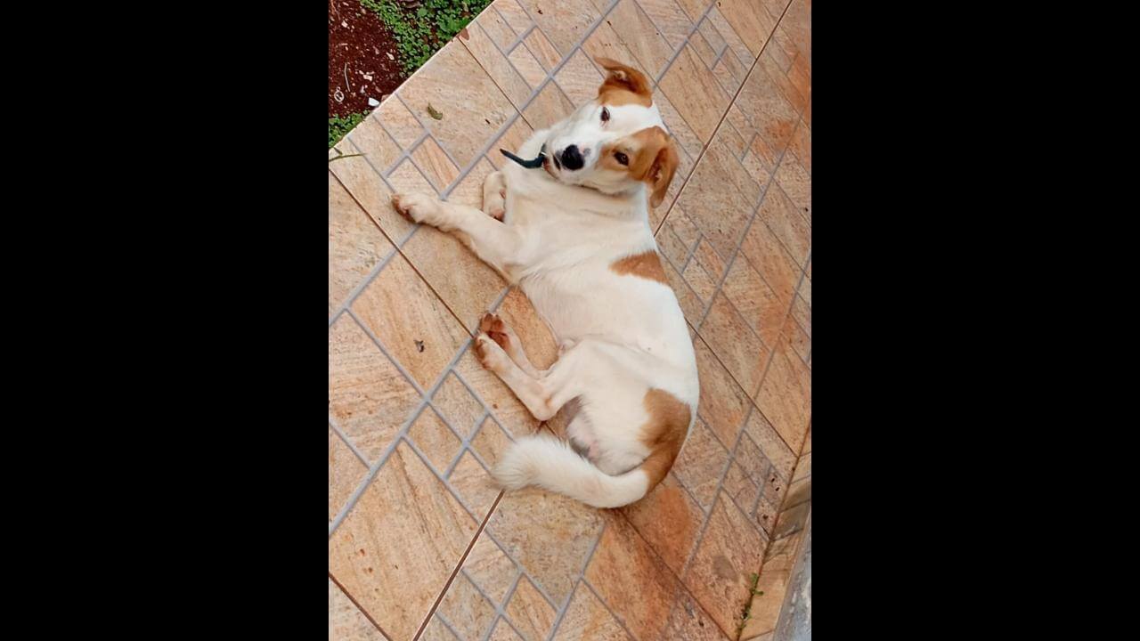 Cachorro é encontrado no bairro Maria Luiza