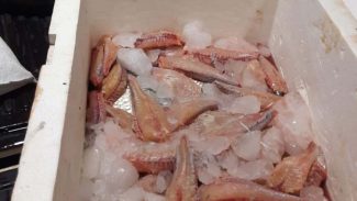 Após denúncia anônima, IAT interrompe pesca predatória em Engenheiro Beltrão