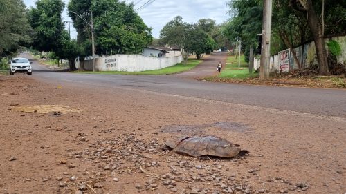 Cágado morre ao ser atropelado na Rua Salgado Filho, em Cascavel