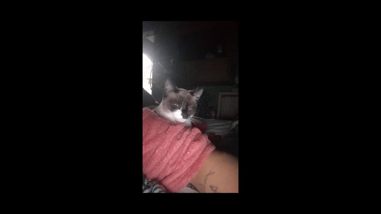 Gata Sharlene desapareceu no bairro São Cristóvão