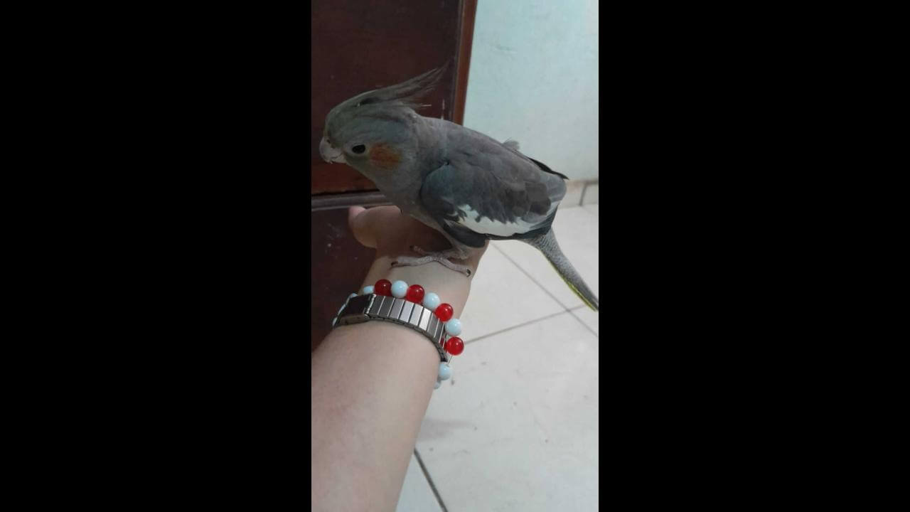 Calopsita é encontrado no bairro Alto Alegre