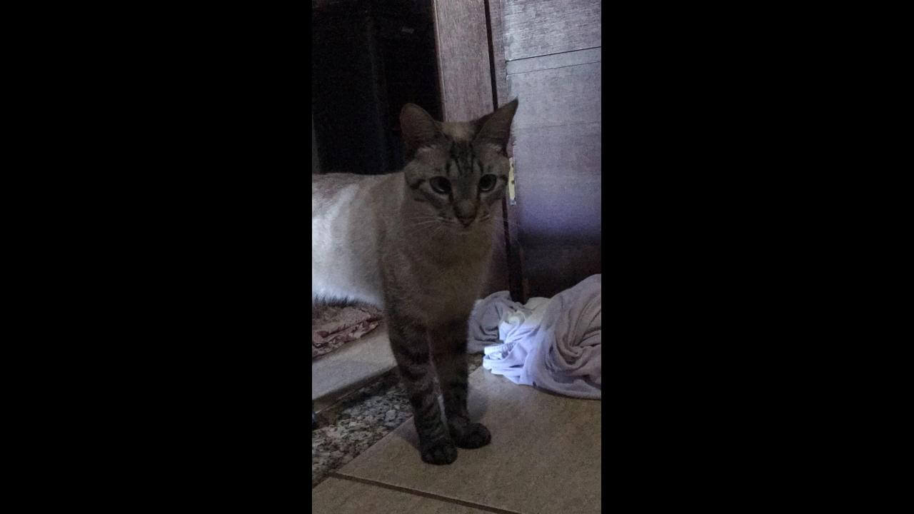 Gata Amora desapareceu no bairro Santo Onofre
