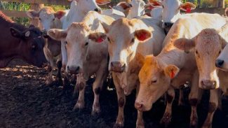 Melhoramento genético da raça Purunã deve ampliar oferta e elevar qualidade da carne