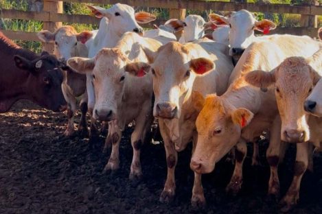 Melhoramento genético da raça Purunã deve ampliar oferta e elevar qualidade da carne Imagem referente a Melhoramento genético da raça Purunã deve ampliar oferta e elevar qualidade da carne
