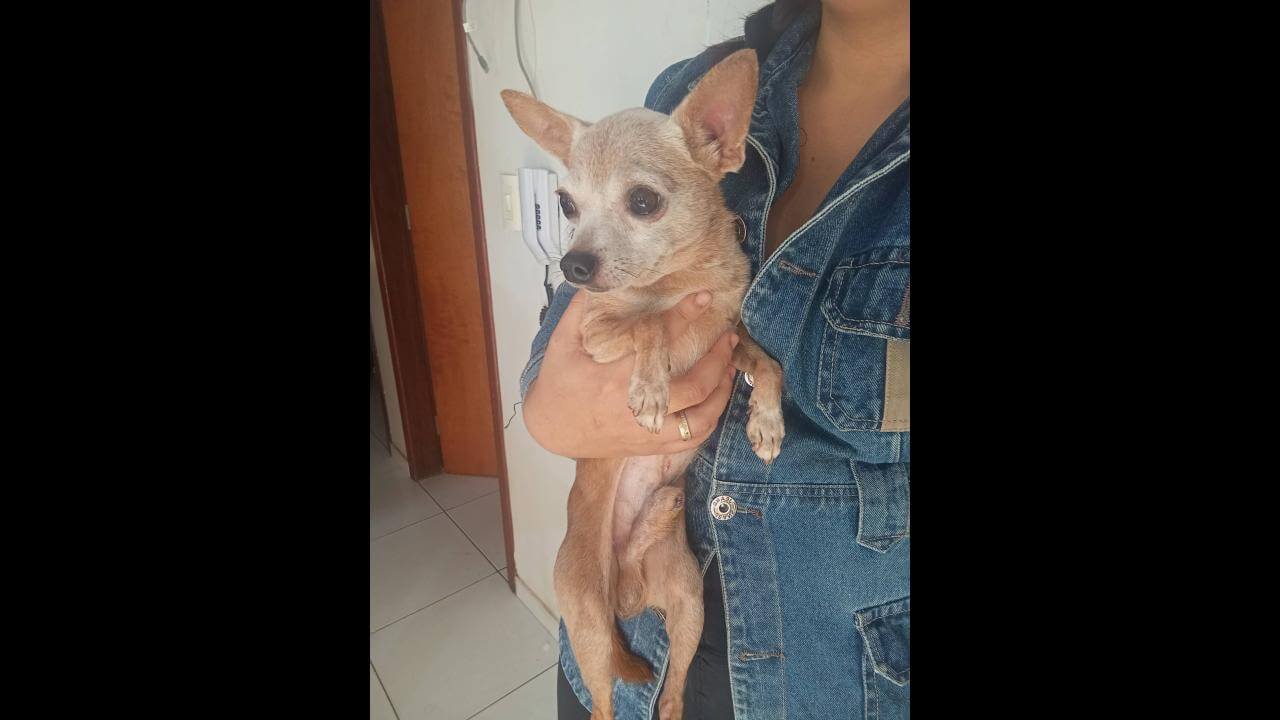 Cachorro é encontrado no bairro Cascavel Velho