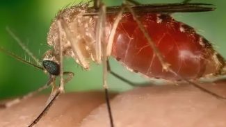 Rio confirma mais duas mortes por febre do Oropouche
