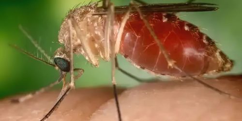 Rio confirma mais duas mortes por febre do Oropouche Imagem referente a Rio confirma mais duas mortes por febre do Oropouche