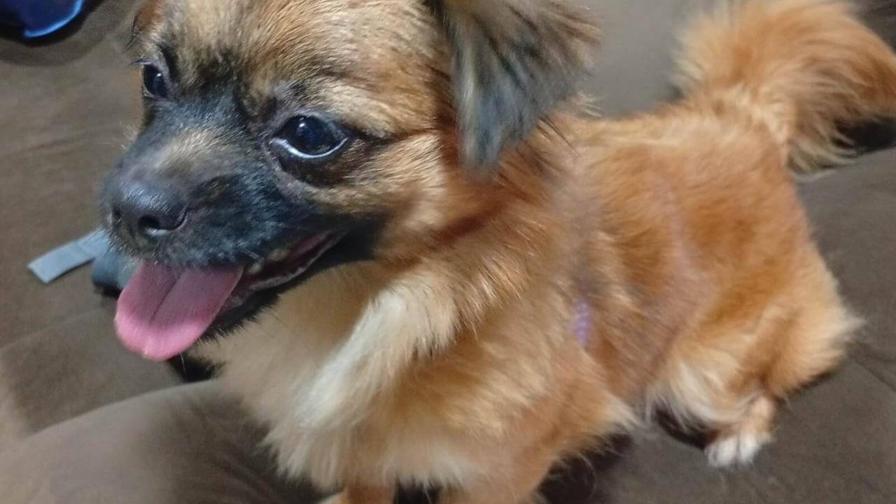 Cachorra Lilica desapareceu no bairro Vista Linda Cachorra Lilica desapareceu no bairro Vista Linda