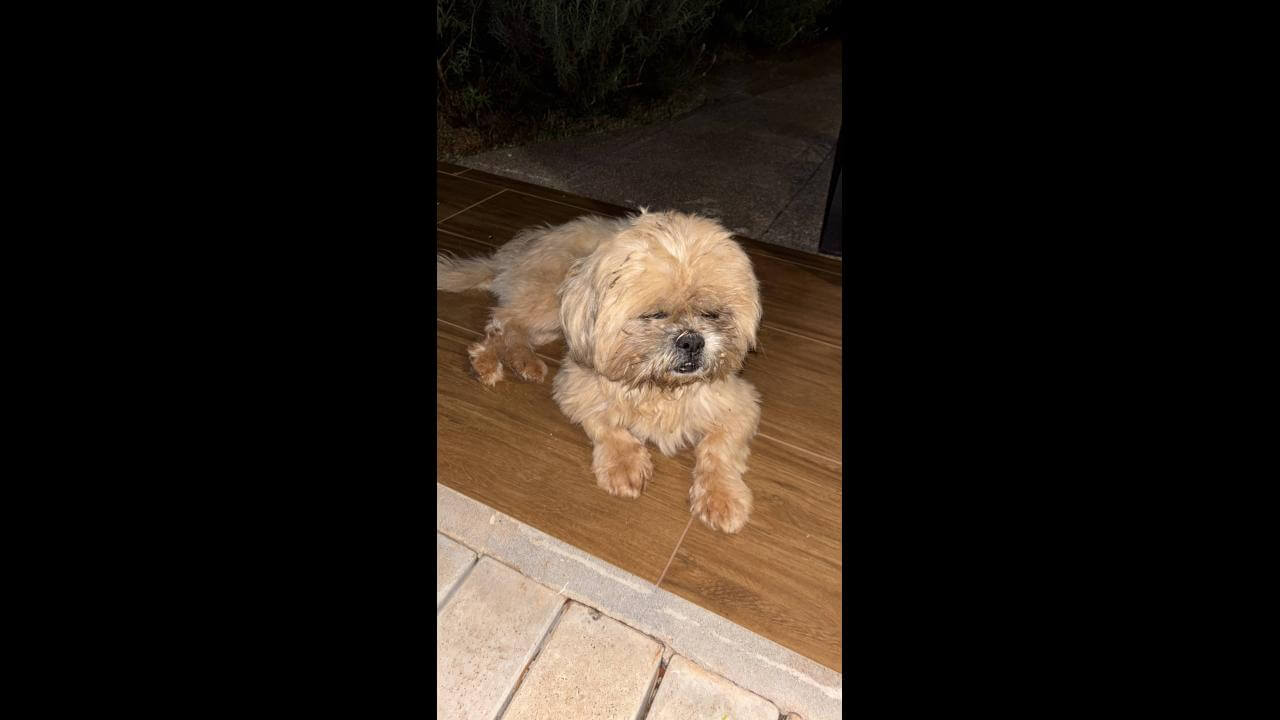 Cachorro é encontrado no bairro São Cristóvão Cachorro é encontrado no bairro São Cristóvão