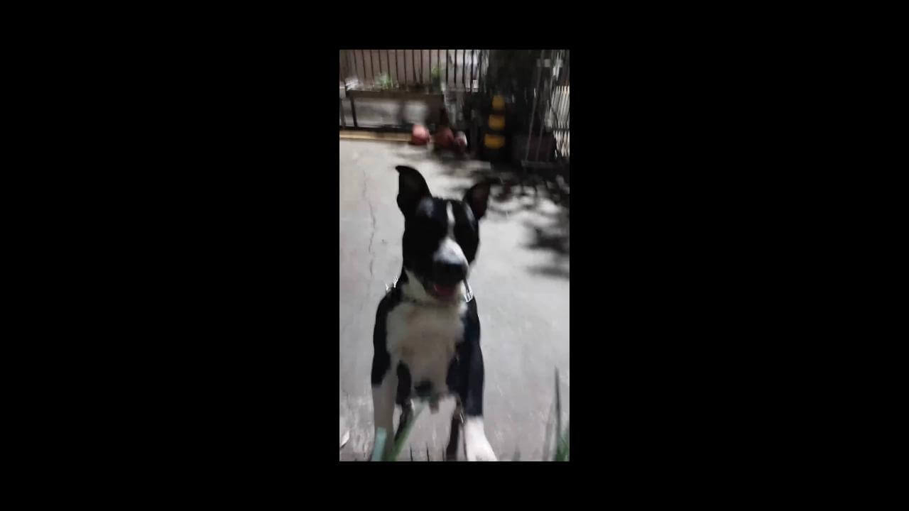 Cachorro Apolo desapareceu no bairro Nova Cidade Cachorro Apolo desapareceu no bairro Nova Cidade