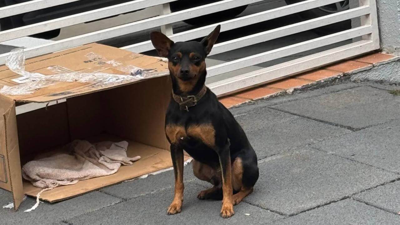 Cachorro é encontrado no bairro Country Cachorro é encontrado no bairro Country