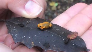 Dia da Biodiversidade: conheça as espécies que só são encontradas no Paraná