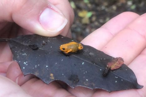 Dia da Biodiversidade: conheça as espécies que só são encontradas no Paraná