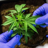 Imagem referente a Cultivo de cannabis medicinal pelo agronegócio é destaque em congresso