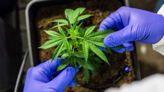 Cultivo de cannabis medicinal pelo agronegócio é destaque em congresso
