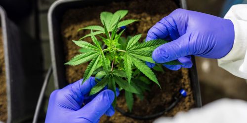 Imagem referente a Cultivo de cannabis medicinal pelo agronegócio é destaque em congresso