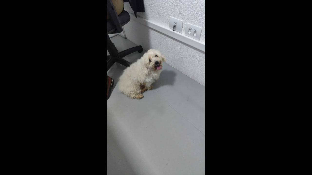 Cachorra é encontrada no bairro Itália Cachorra é encontrada no bairro Itália