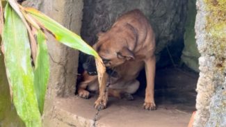 PCPR resgata cães em situação de maus-tratos em canil clandestino em Antonina