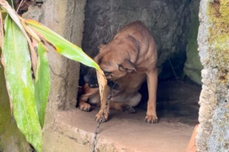 PCPR resgata cães em situação de maus-tratos em canil clandestino em Antonina Imagem referente a PCPR resgata cães em situação de maus-tratos em canil clandestino em Antonina
