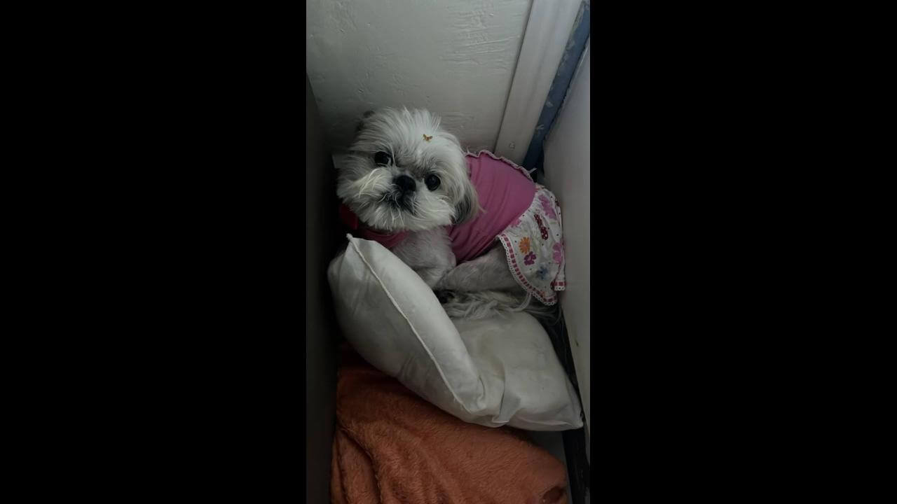 Cachorra Mel desapareceu no bairro Coqueiral Cachorra Mel desapareceu no bairro Coqueiral