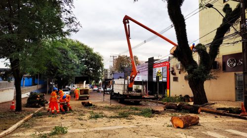 Corte de árvore deixa trecho da Rua Pio XII interditado