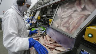 Receita na exportação de pescados do Paraná cresce mais de 4.600% em cinco anos