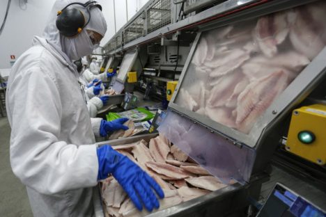 Receita na exportação de pescados do Paraná cresce mais de 4.600% em cinco anos Imagem referente a Receita na exportação de pescados do Paraná cresce mais de 4.600% em cinco anos