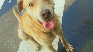 Imagem referente a Cachorro é encontrado no bairro Esmeralda