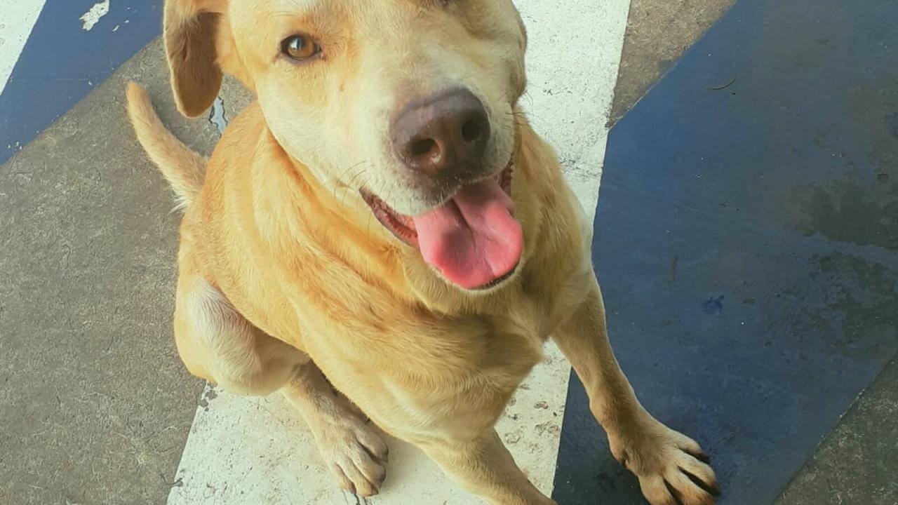 Cachorro é encontrado no bairro Esmeralda Cachorro é encontrado no bairro Esmeralda