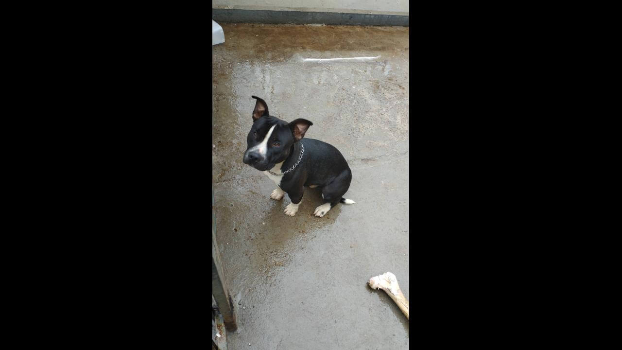 Cachorro Apolo desapareceu no bairro Nova Cidade Cachorro Apolo desapareceu no bairro Nova Cidade