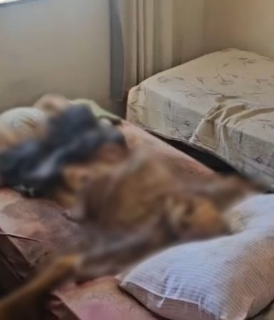 Imagem referente a Imagens mostram momento da prisão de irmãos que mantinham corpo do pai em decomposição em residência