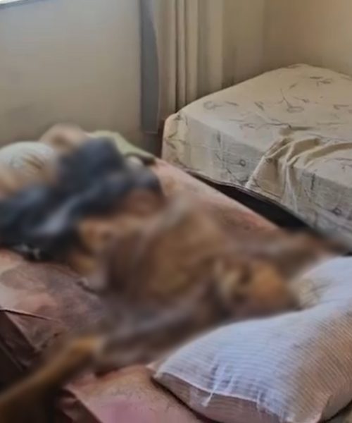 Imagem referente a Imagens mostram momento da prisão de irmãos que mantinham corpo do pai em decomposição em residência