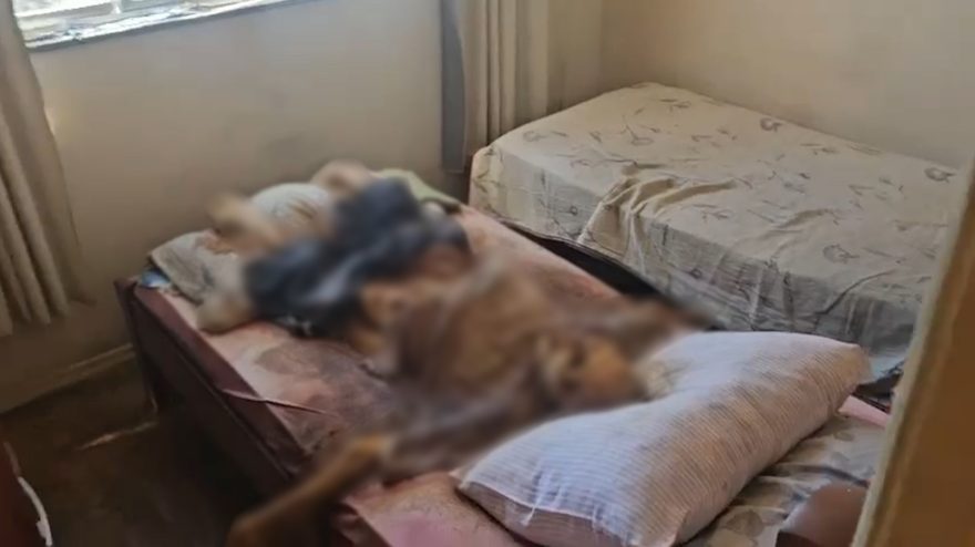 Imagens mostram momento da prisão de irmãos que mantinham corpo do pai em decomposição em residência