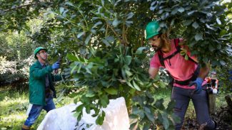 Cultivo de erva-mate do Paraná vira Patrimônio Agrícola Mundial das Nações Unidas