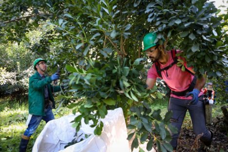 Cultivo de erva-mate do Paraná vira Patrimônio Agrícola Mundial das Nações Unidas Imagem referente a Cultivo de erva-mate do Paraná vira Patrimônio Agrícola Mundial das Nações Unidas