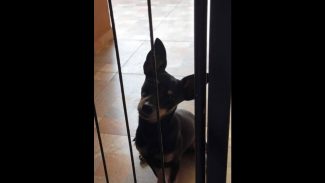 Imagem referente a Cachorro Brayan desapareceu no bairro Santa Cruz