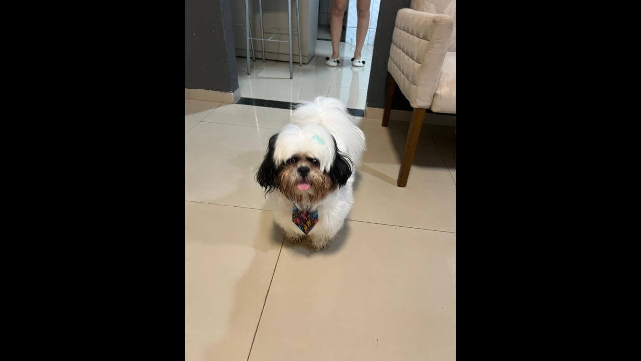 Cachorro é encontrado no bairro Country