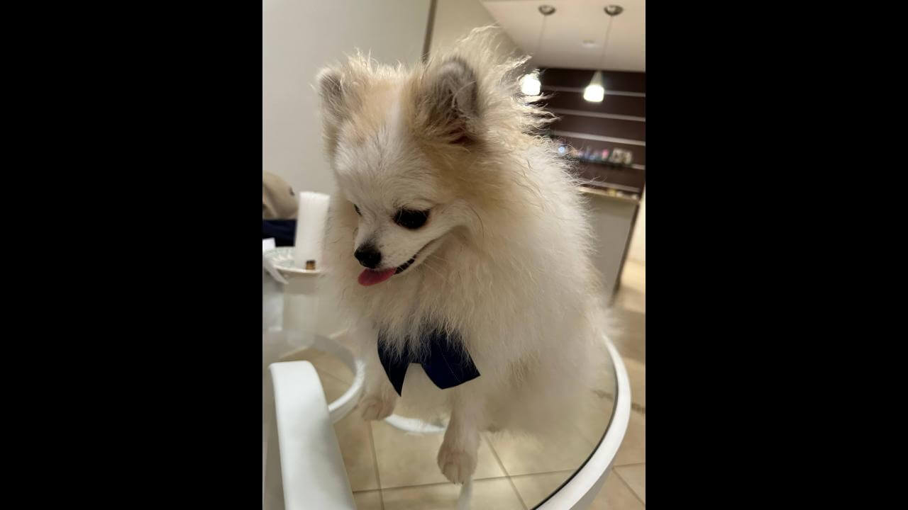 Cachorro é encontrado no bairro Cancelli