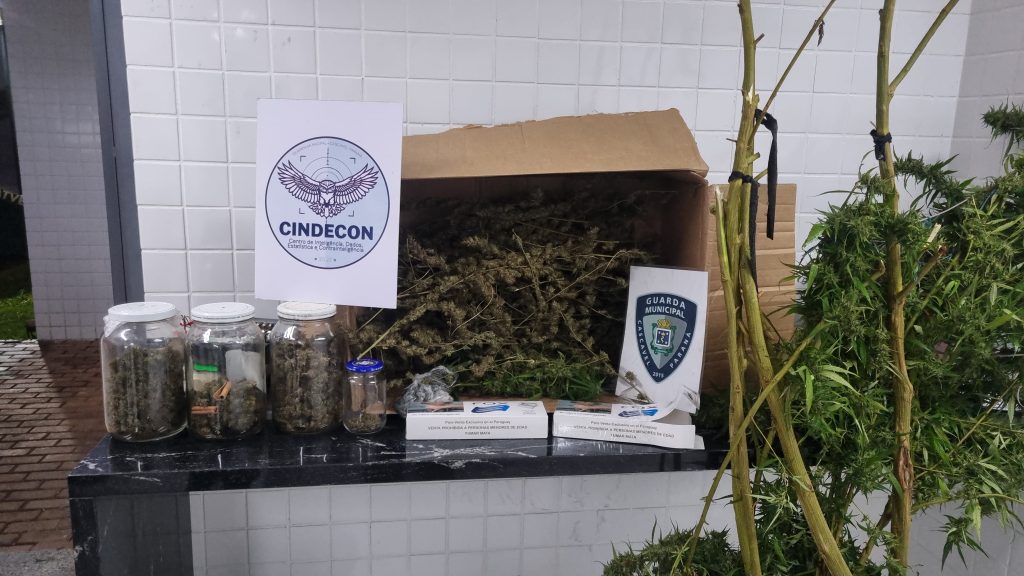 Pé de maconha e porções de drogas são apreendidos em ação contra o tráfico no Santos Dumont Pé de maconha e porções de drogas são apreendidos em ação contra o tráfico no Santos Dumont